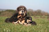 DOGUE DU TIBET 453